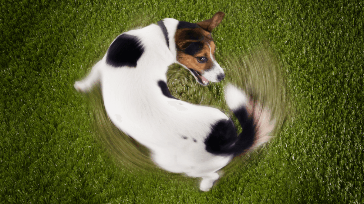 「子犬のワルツ : ショパン」の楽譜PDFを無料ダウンロード