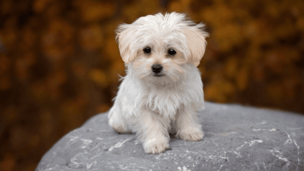 「子犬のワルツ」の難易度と効果的な練習方法｜ピアノ中級者向け(ショパン)